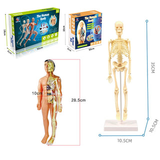 Human Anatomy Model 3D Montessori Puzzle Mannequinchildren