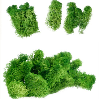 200g/1 box Green Natural Preserved Moss Lasting Preserved Home Garden Wedding Decoration supplies Moss FlowerArtificial plant